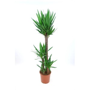 Palmlilie (Yucca) mit 3 Stämmen im Topf, ca. 160-170 cm hoch, als dekorative Zimmerpflanze.