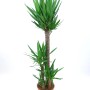 Palmlilie (Yucca) mit 3 Stämmen im Topf, ca. 160-170 cm hoch, als dekorative Zimmerpflanze.