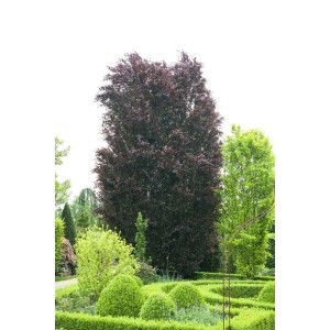 Blutbuche Fagus sylvatica 'Purpurea', 80-100 cm, im Garten. Heckenpflanze mit purpurroten Blättern.