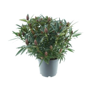 Alpenrose Graziella Violett im Topf, ca. 30-40cm hoch, mit violetten Blütenknospen und grünen Blättern.