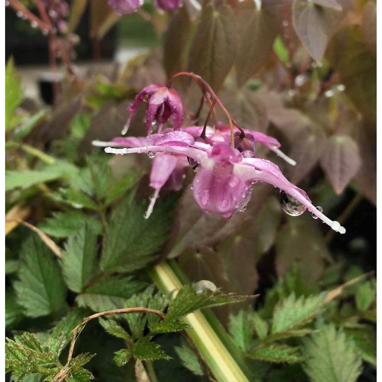 Elfenblume Purple Pixie - Epimedium grandiflorum günstig online kaufen