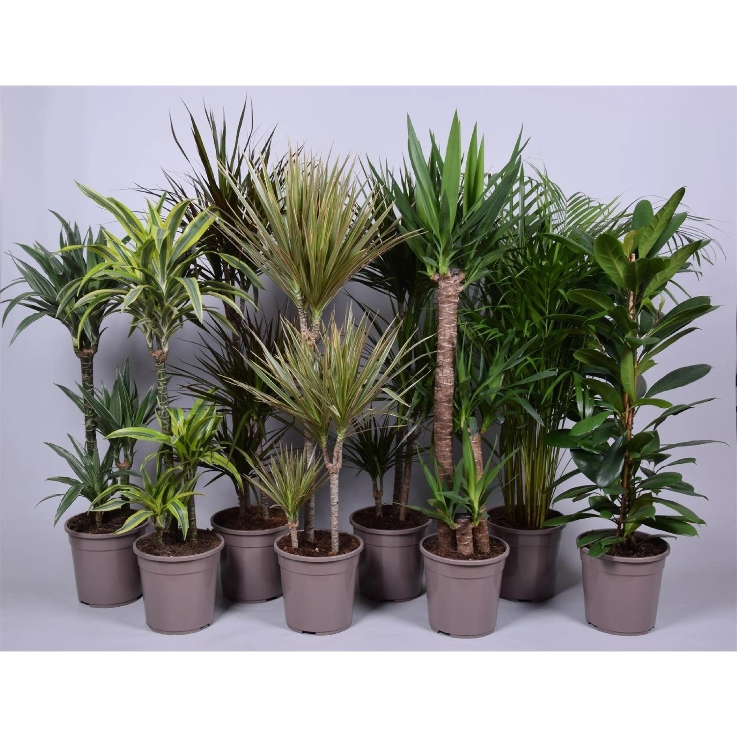 Grünpflanzen in Sorten Höhe ca. 120 - 140 cm Topf-Ø ca. 24 cm kaufen ...