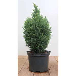Chamaecyparis 'Snow White' im Topf, 30-40 cm hoch. Immergrüne Heckenpflanze mit weißem Laub.