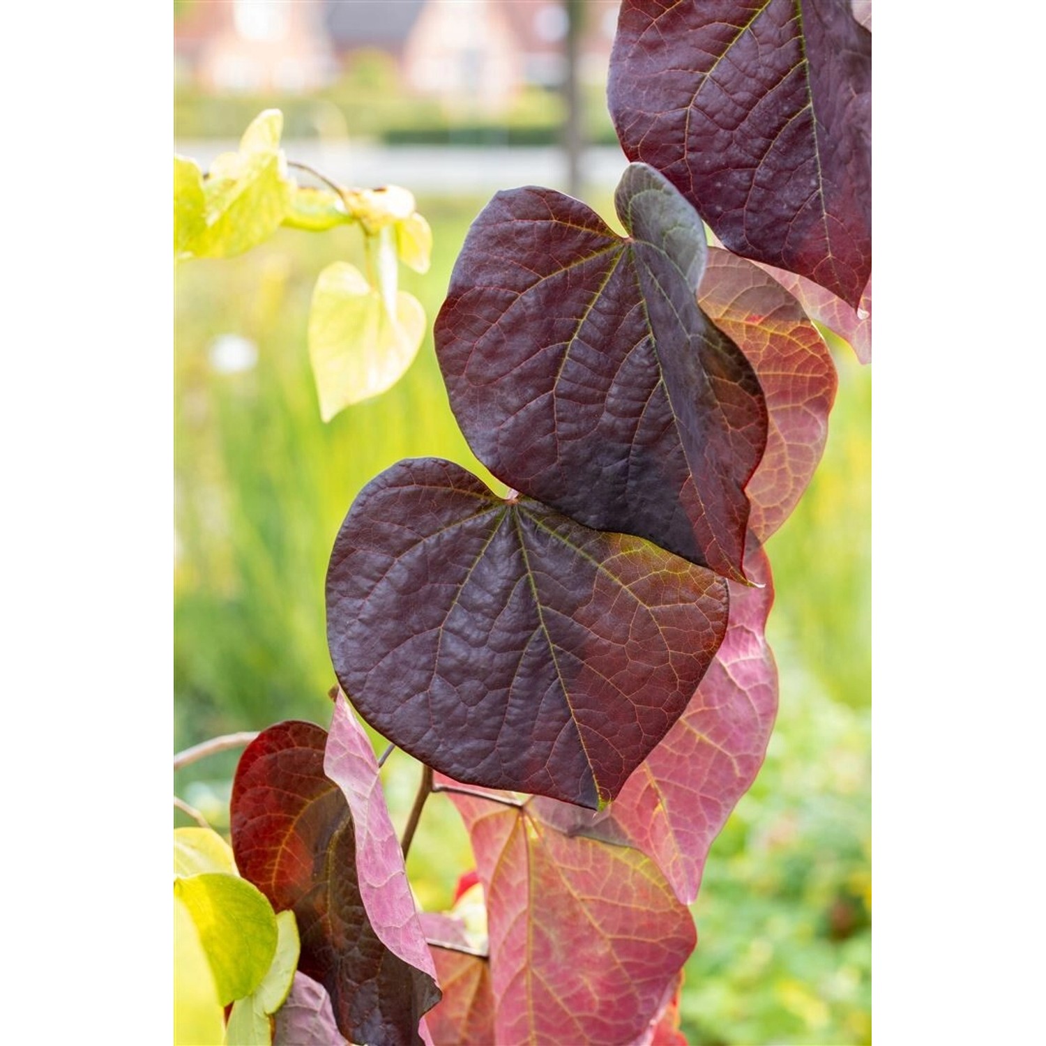 Cercis Canadensis Ruby Falls Judasbaum Rotviolett 125 cm Stammhöhe günstig online kaufen