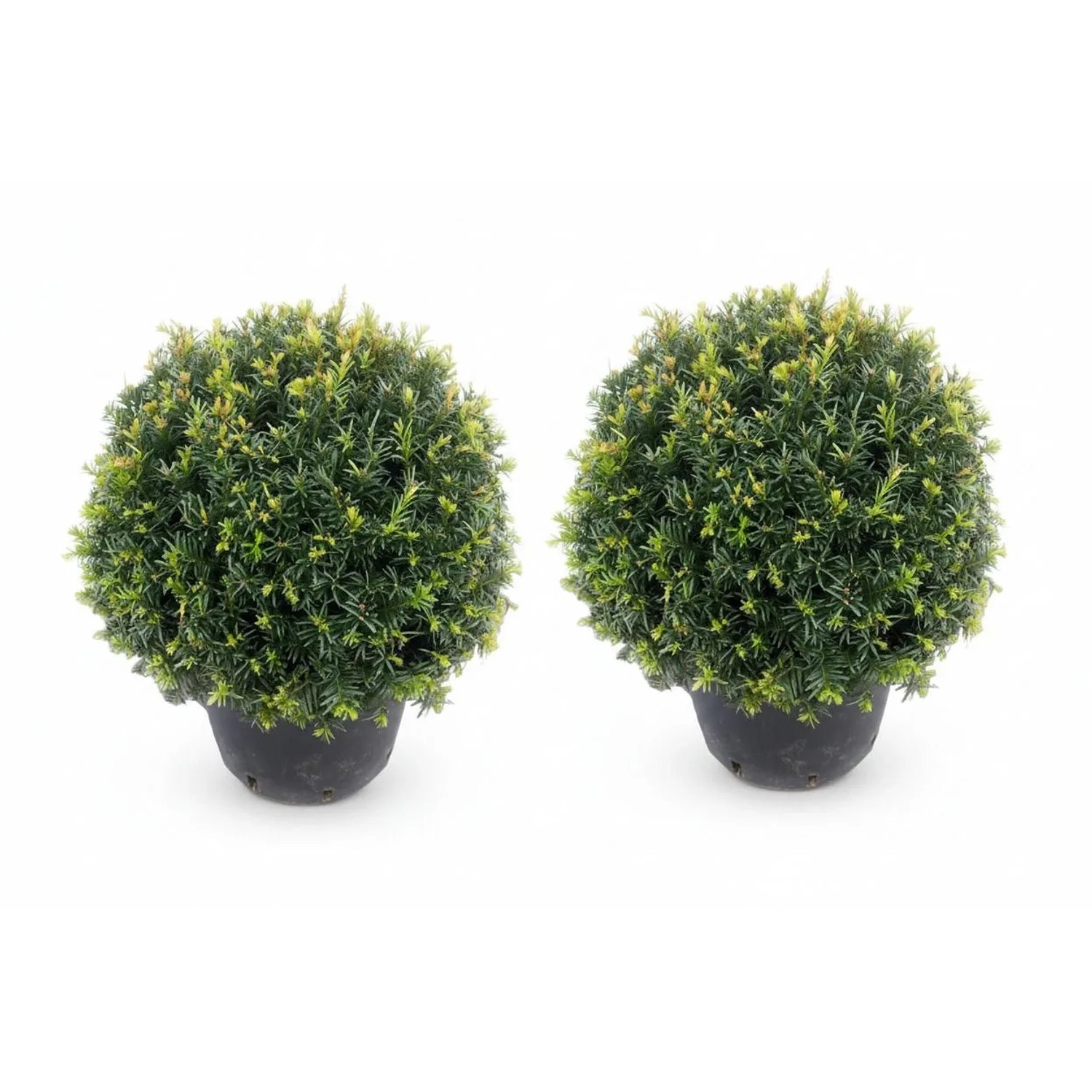 Pflanzen-Boering 2 Stück Eiben Kugeln Kugeleibe 30-35 cm Taxus Baccata