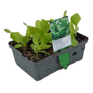 6er-Schale grüner Kopfsalat (Lactuca sativa) mit Wurzelballen, ideal für den eigenen Anbau im Garten.