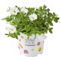 Zauberglöckchen im Topf, weiße Blüten. Calibrachoa geeignet für Balkon und Garten.