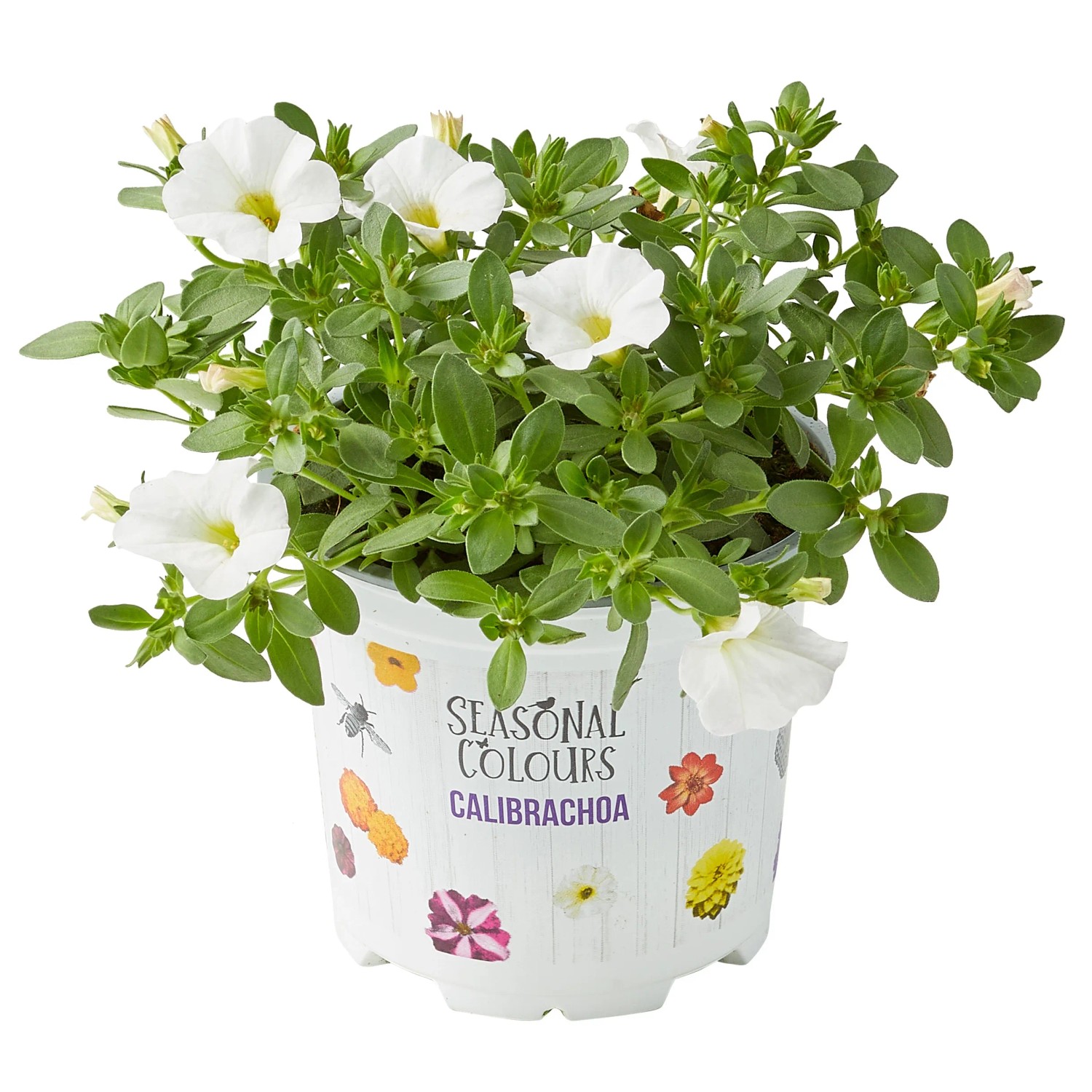 Zauberglöckchen im Topf, weiße Blüten. Calibrachoa geeignet für Balkon und Garten.