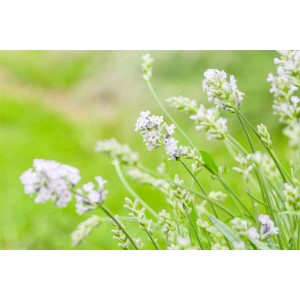 Nahaufnahme von blühendem, weißem Lavendel (Lavandula Angustifolia Hidcote White).