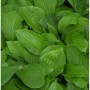 Funkie - Hosta elata