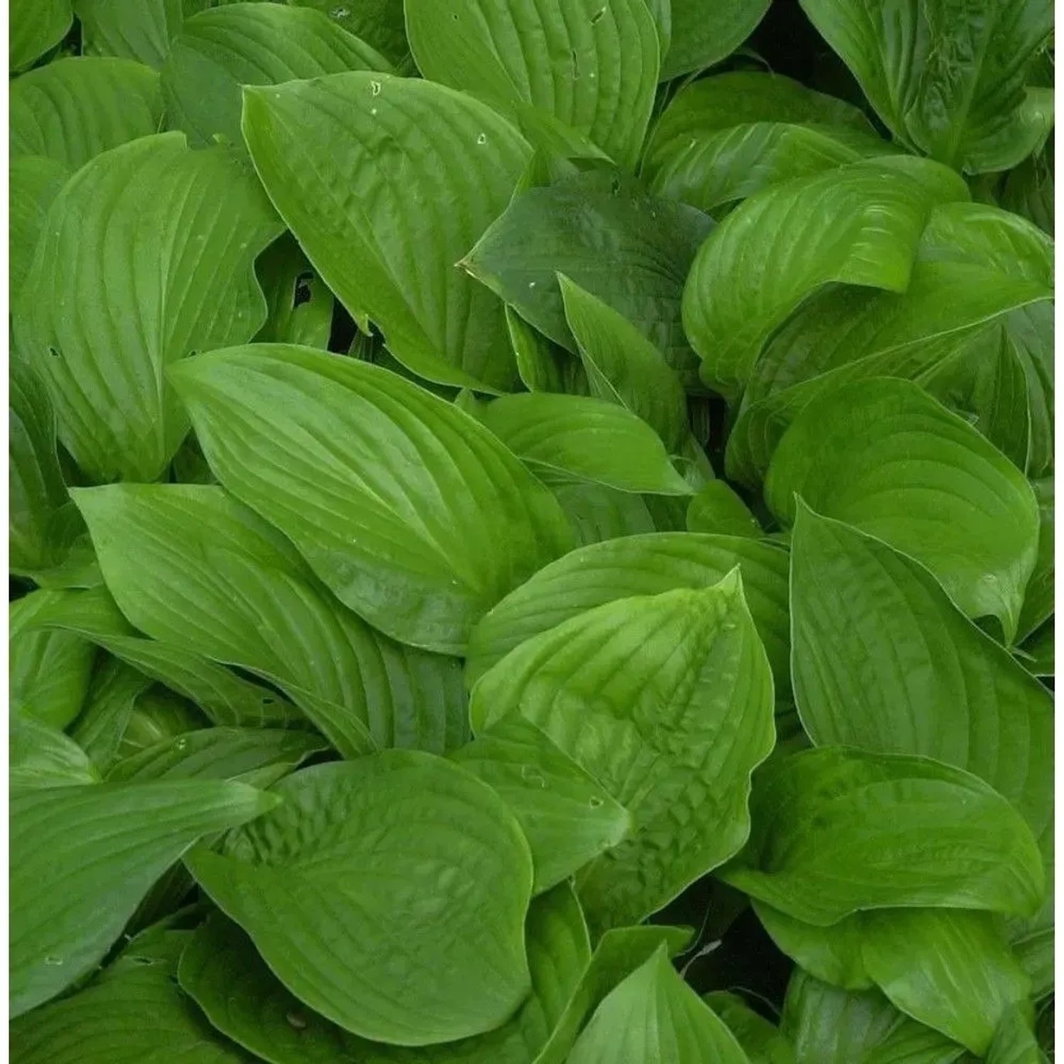 Funkie - Hosta elata