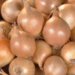 Steckzwiebeln 'Sturon' (Allium cepa), 500g, für den Anbau im Garten.