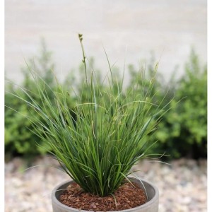 Neuseeland Segge (Carex testacea) im Topf, grüne Zierstaude für den Garten.