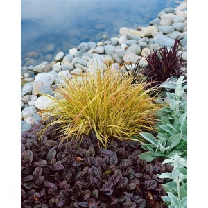 Foto der Carex Sylvatica Wald-Segge im 9x9 cm Topf, gelbgrünes Ziergras im Gartenbeet.