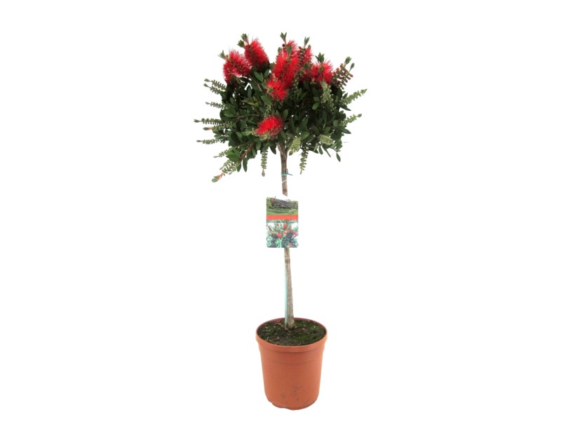 100x Callistemon Citrinus Samen - Zylinderputzer Pflanzen, Rote Blüten, Exotische Gartenpflanze