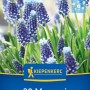 Kiepenkerl Blumenzwiebeln Traubenhyazinthe Night Eyes, 20 Stück. Violettblaue Blüten mit weißen Rändern.