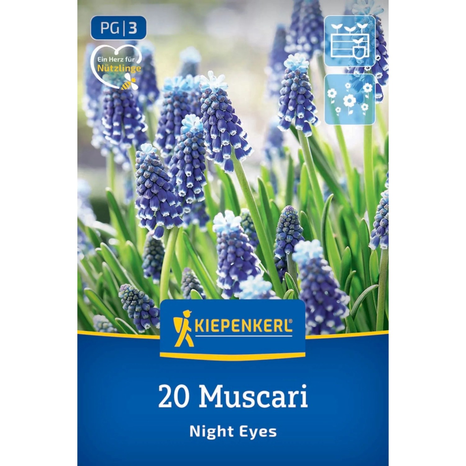 Kiepenkerl Blumenzwiebeln Traubenhyazinthe Night Eyes, 20 Stück. Violettblaue Blüten mit weißen Rändern.