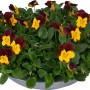 Frühlingsblüher Bellis perennis in Zinkschale mit gelb-weinroten Blüten, ca. 15 cm hoch.