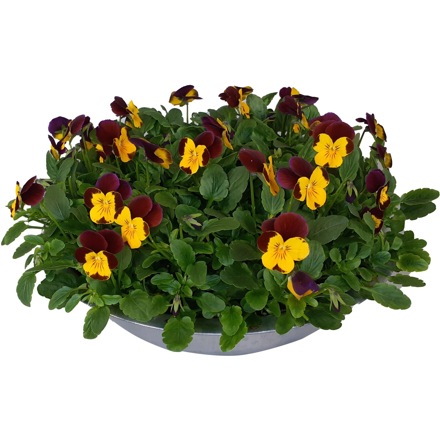 Frühlingsblüher Bellis perennis in Zinkschale mit gelb-weinroten Blüten, ca. 15 cm hoch.