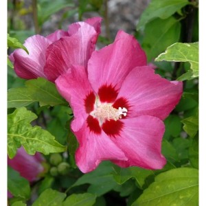 Hochstamm Rosen Eibisch Woodbridge 60-80cm - Hibiscus