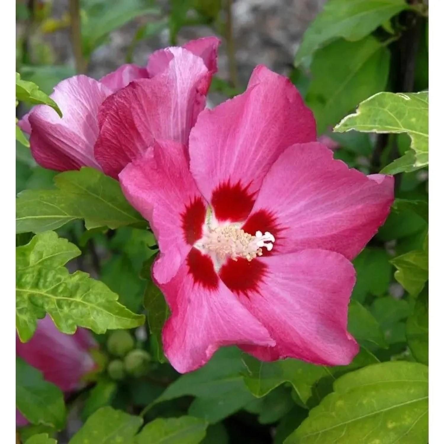 Hochstamm Rosen Eibisch Woodbridge 60-80cm - Hibiscus
