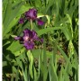 Schwertlilie 'One Desire' mit dunkelvioletten Blütenblättern im Gartenbeet.
