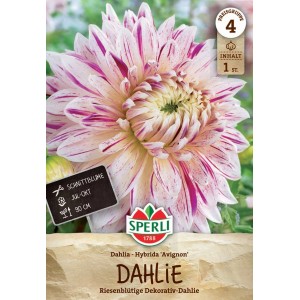 Sperli Dahlie Avignon mit weiß-lila Blüten, geeignet als Schnittblume.
