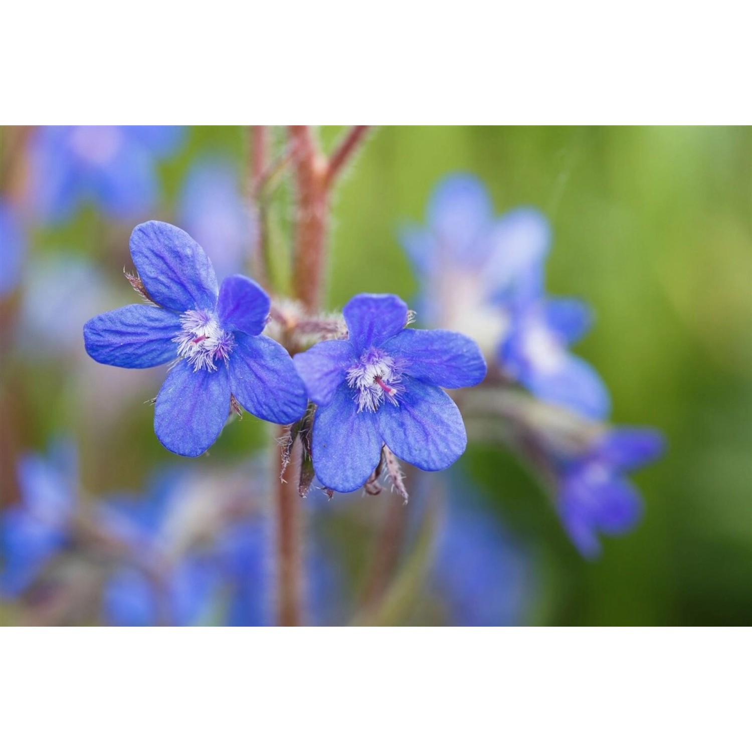 Anchusa Azurea Große Ochsenzunge Ca. 11x11 cm Topf günstig online kaufen