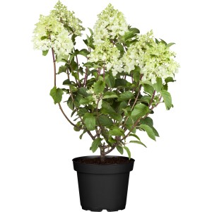 Rispenhortensie 'Candle' im Topf, ca. 40-50 cm hoch, mit weißen Blüten.