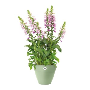Elho Blumentopf Vibia Campana, Ø 30 cm, pistaziengrün, mit blühenden Pflanzen.