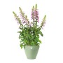 Elho Blumentopf Vibia Campana, Ø 30 cm, pistaziengrün, mit blühenden Pflanzen.