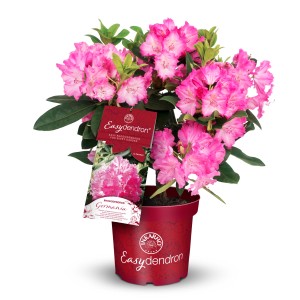 Easydendron Rhododendron Germania im Topf mit rosa Blüten. Kompakte Sorte.
