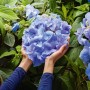 Blaue Hortensie Bloombuster in Händen, umgeben von grünen Blättern.