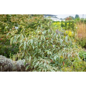 Japanischer Blumen-Hartriegel 'Teresa', 40-60 cm, mit grün-weißem Laub im Garten.