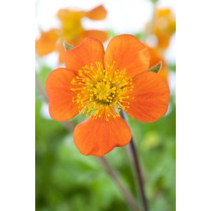 Orange Nelkenwurz Geum 'Borisii' im 9x9 cm Topf, Nahaufnahme der Blüte.