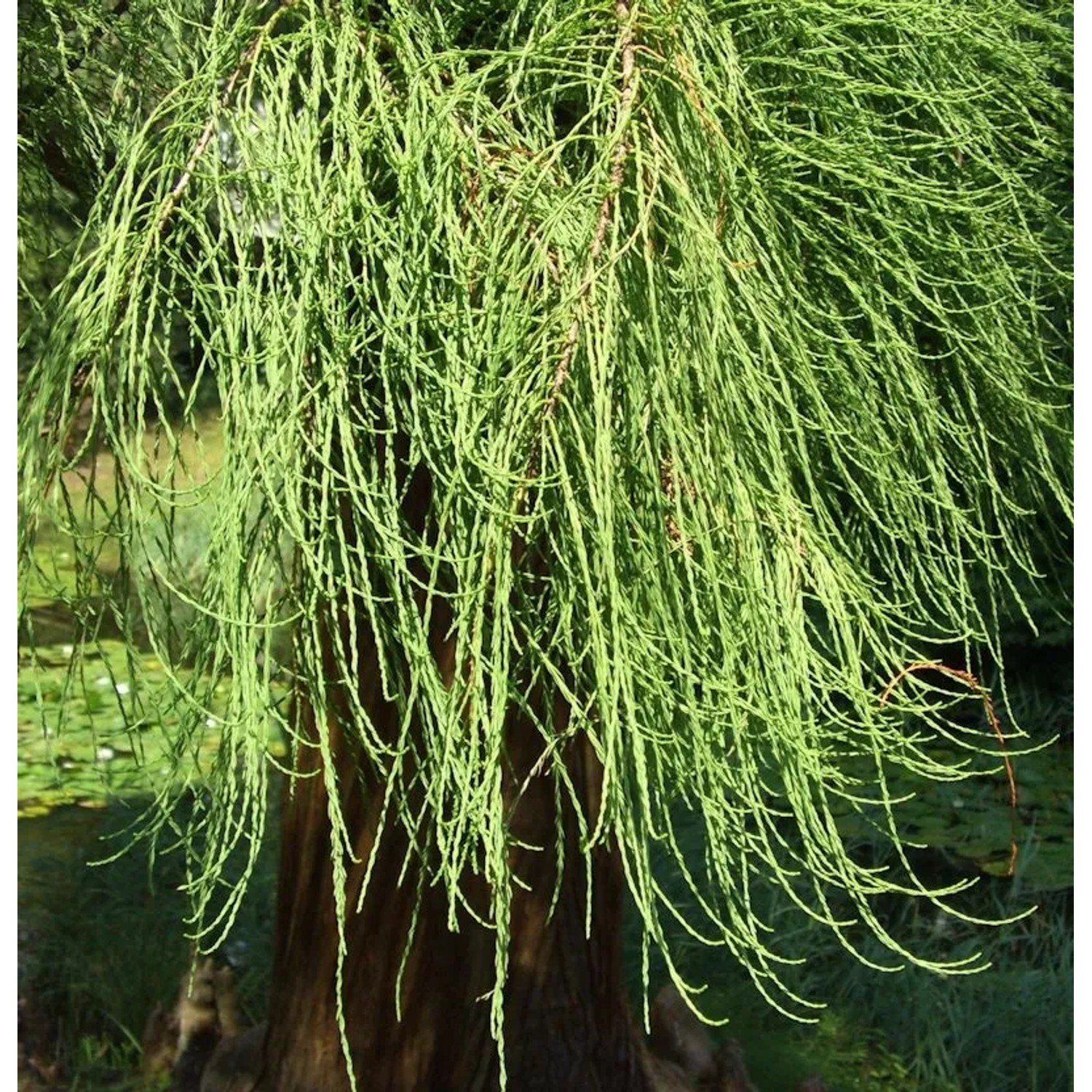 Hochstamm Sumpfzypresse Cascade Falls 100-125cm - Taxodium distichum günstig online kaufen