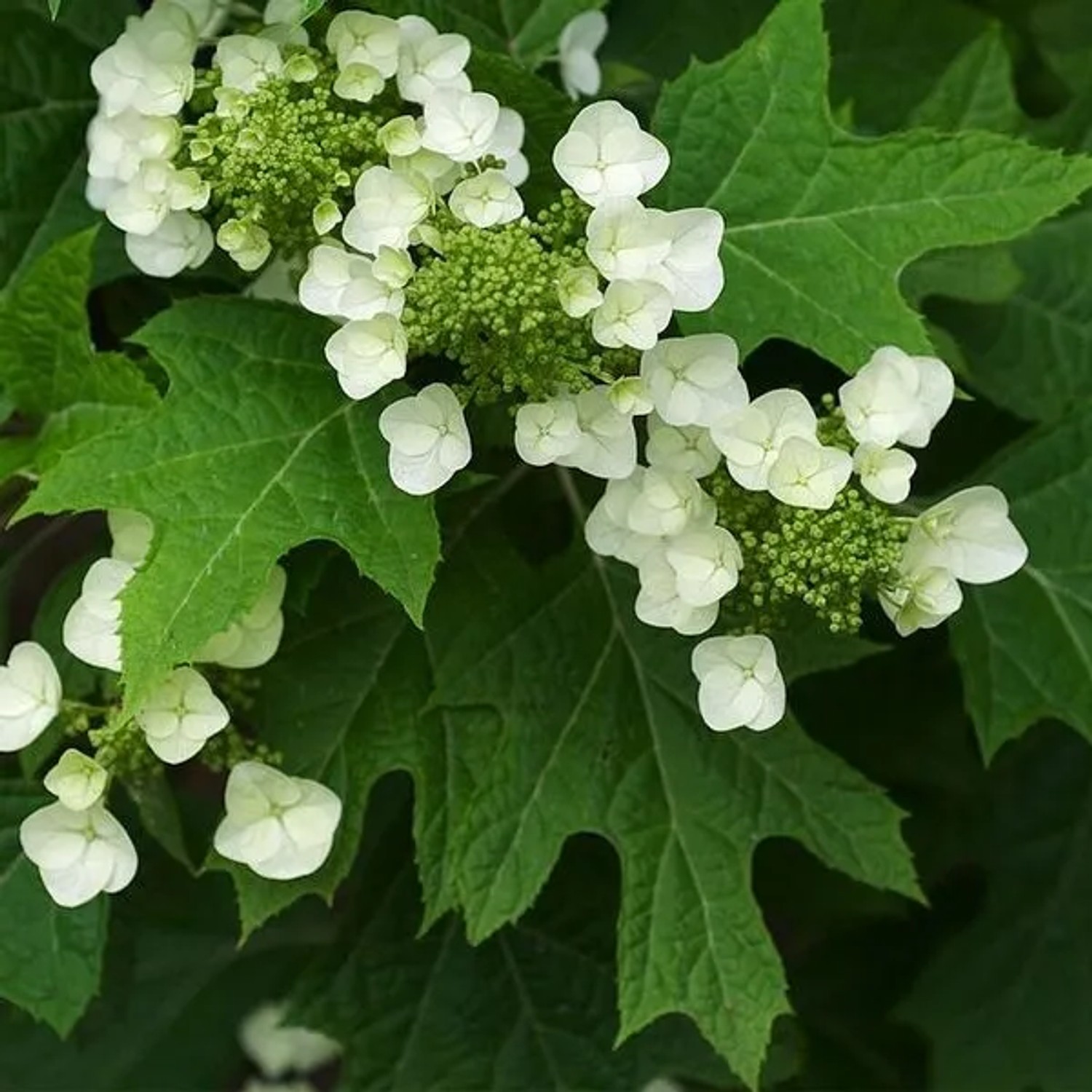 arborix Eichenblättrige Hortensie Hydrangea Quercifolia 30 Bis 40 Cm Im Container Herbstfärbung