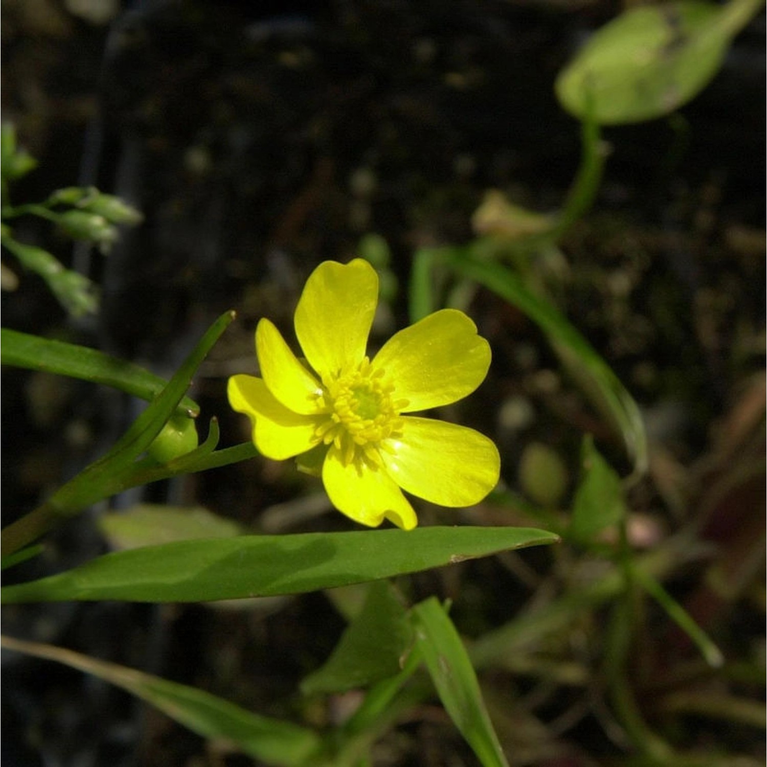 Brennender Hahnenfuß - Ranunculus flammula günstig online kaufen