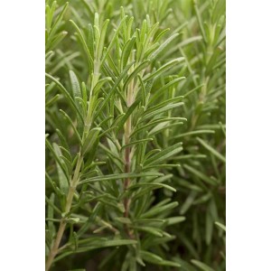 Detailaufnahme von Rosmarinus Officinalis (Rosmarin) im 11x11 cm Topf. Aromatische Pflanze für Garten und Küche.