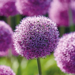 Nahaufnahme eines lila Zierlauch 'Gladiator' (Allium) mit kugelförmiger Blüte. Blumenzwiebel.
