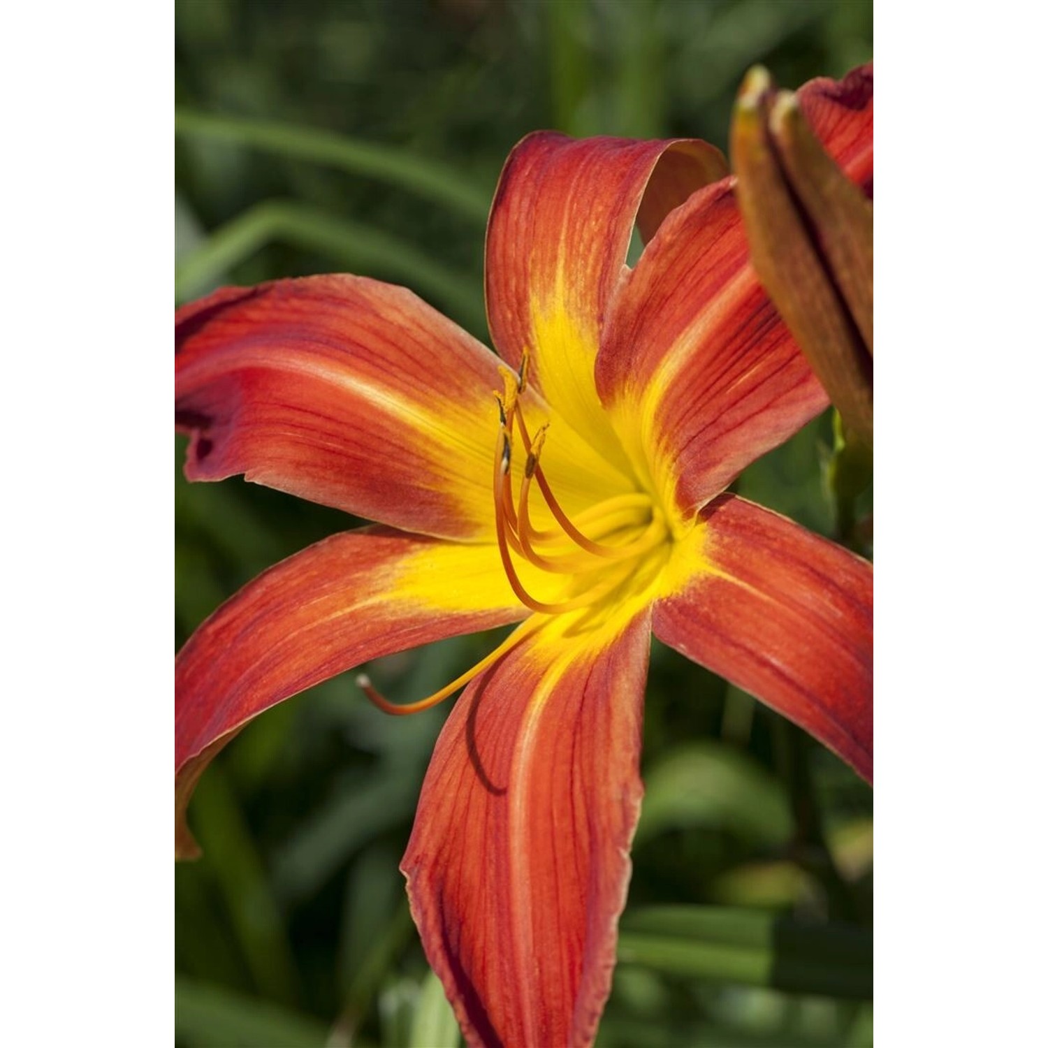 Hemerocallis X Cult. Autumniale Red Taglilie Ca. 11x11 cm Topf günstig online kaufen