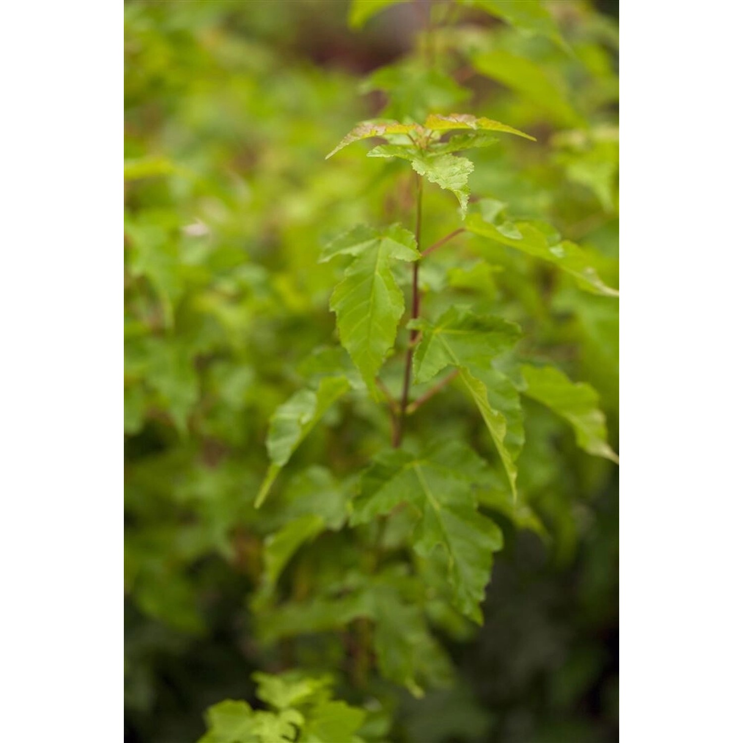 Acer Ginnala Feuerahorn 100–125 cm Leuchtend Rot günstig online kaufen