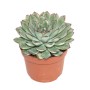Echeveria Pulidonis Sukkulente im Topf, grüne Blätter mit rotem Rand.