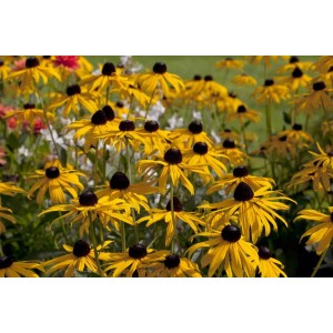 Goldgelber Sonnenhut 'Goldsturm' (Rudbeckia fulgida) im Gartenbeet.