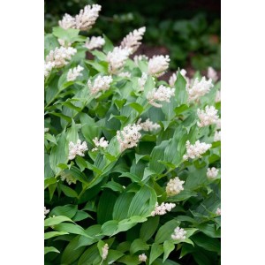 Traubiges Maiglöckchen (Smilacina racemosa) im 9x9 cm Topf, weiße Blüten und grüne Blätter.