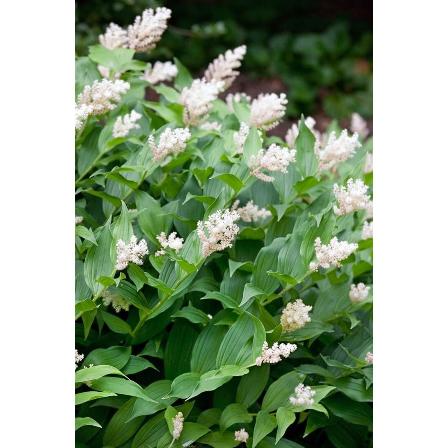Smilacina Racemosa Traubige Maiglöckchen Ca. 9x9 cm Topf günstig online kaufen