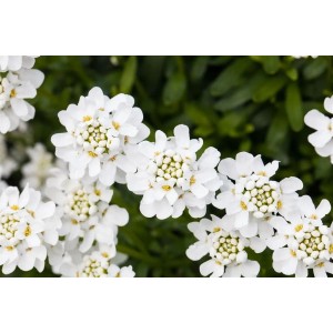 Nahaufnahme der weißen Blüten der Iberis Sempervirens Snowflake Schleifenblume im 9x9 cm Topf.