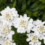 Nahaufnahme der weißen Blüten der Iberis Sempervirens Snowflake Schleifenblume im 9x9 cm Topf.