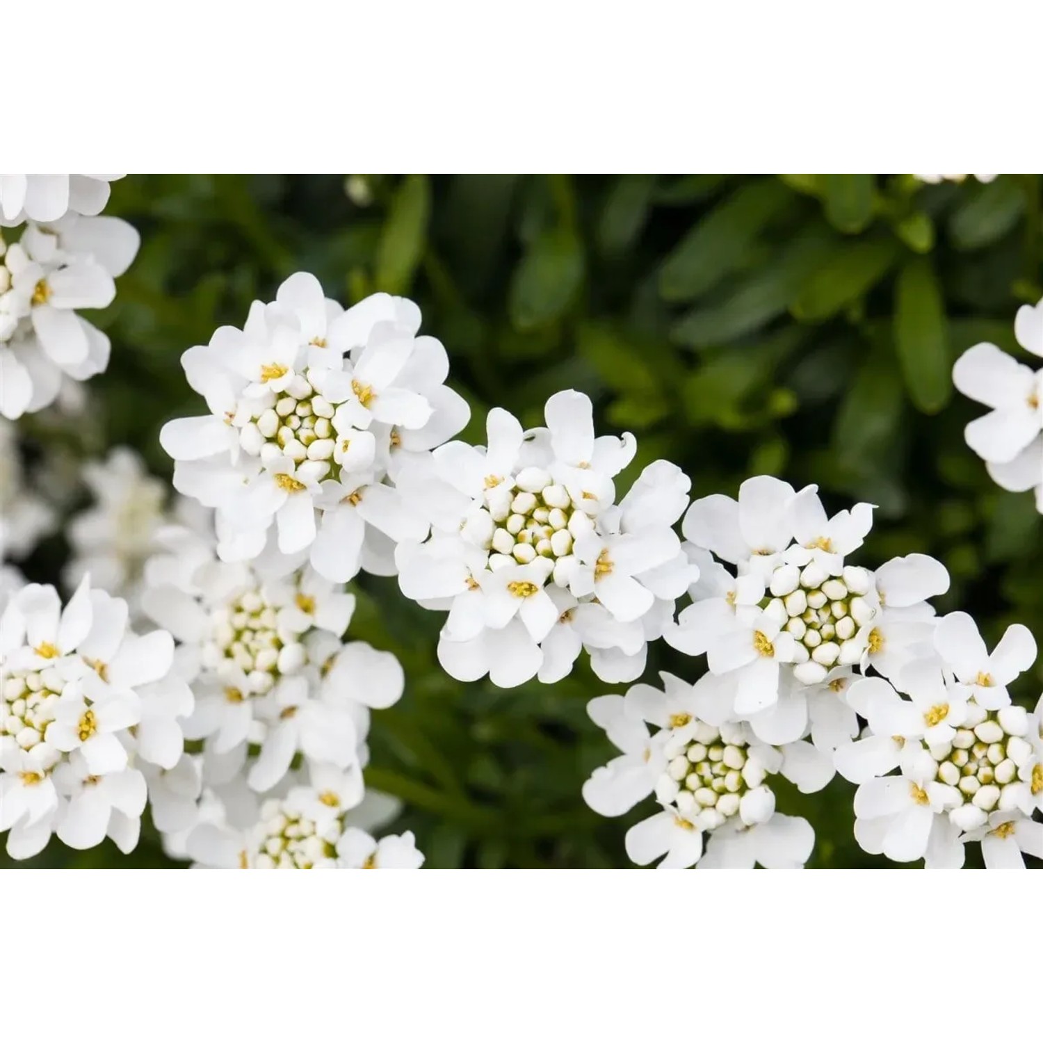 Nahaufnahme der weißen Blüten der Iberis Sempervirens Snowflake Schleifenblume im 9x9 cm Topf.
