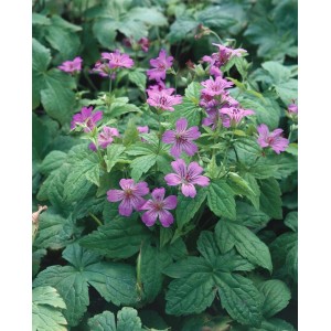 Violette Blüten des Knotigen Storchschnabels (Geranium nodosum) im 9x9 cm Topf.